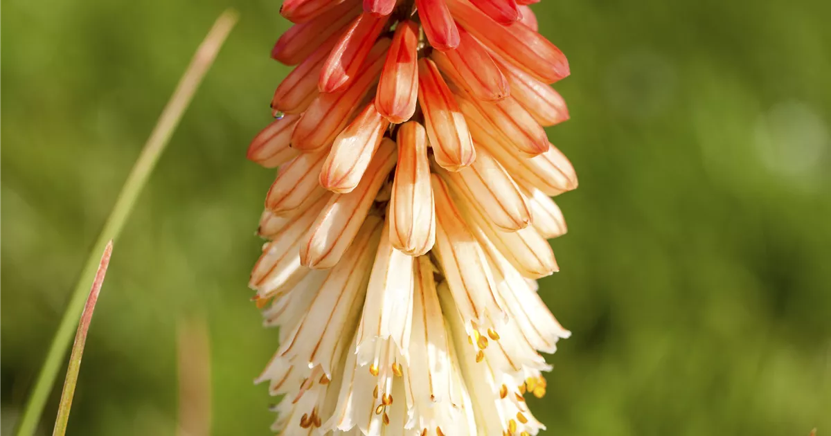  - Fackellilien – ein florales Flammenmeer im Garten
