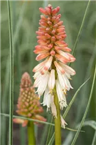 Kniphofia uvaria 'Orange Vanilla Popsicle'®(s) - Fackellilie