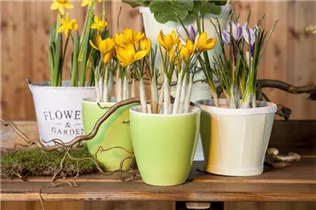 Crocus chrysanthus - Garten-Krokus Crocus chrysanthus - Garten-Krokus