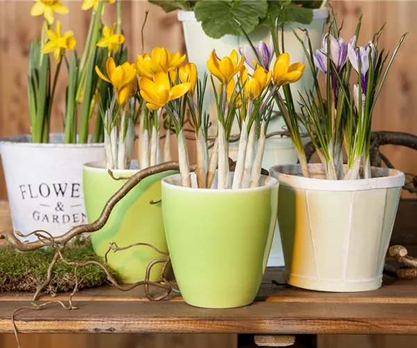 - Frühling auf dem Balkon geht ohne bunte Blumen gar nicht  - Frühling auf dem Balkon geht ohne bunte Blumen gar nicht