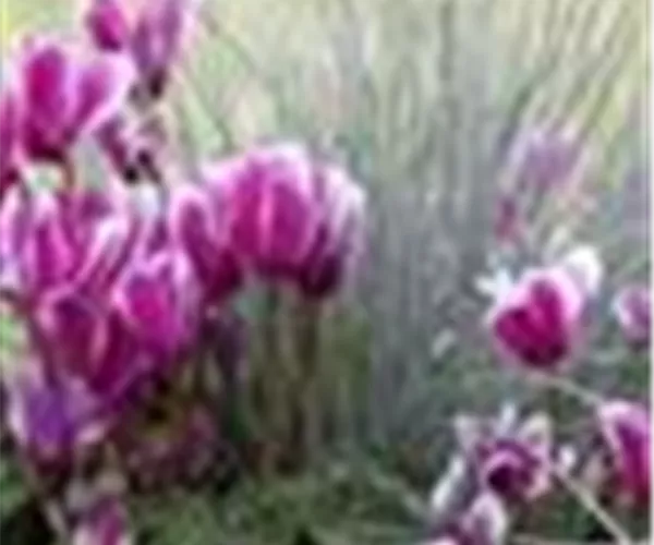  - Alpenveilchen, zeitlose Klassiker 