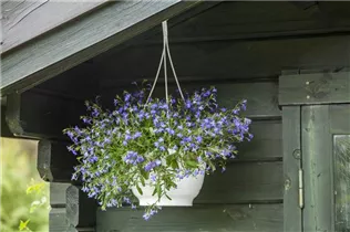 Lobelia erinus - Blaue Lobelie