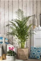 Chrysalidocarpus lutescens - Goldfruchtpalme Chrysalidocarpus lutescens - Goldfruchtpalme