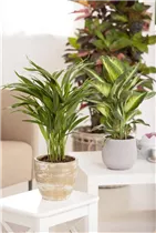 Chrysalidocarpus lutescens - Goldfruchtpalme Chrysalidocarpus lutescens - Goldfruchtpalme