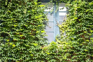 Parthenocissus tricuspidata - Dreilappige Jungfernrebe Parthenocissus tricuspidata - Dreilappige Jungfernrebe