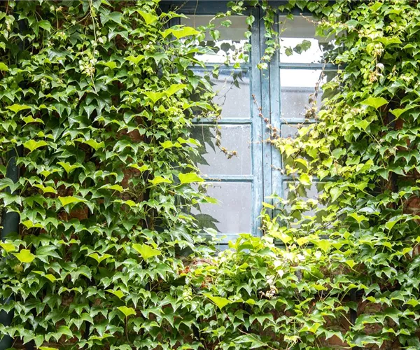 - Fassadenbegrünung   - Fassadenbegrünung