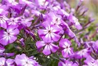 - Flammenblumen lassen Ihren Garten in Farben baden  - Flammenblumen lassen Ihren Garten in Farben baden