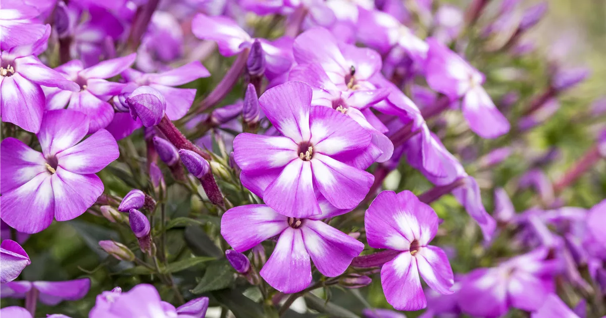  - Flammenblumen lassen Ihren Garten in Farben baden
