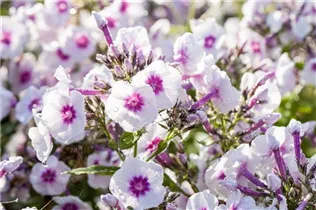 Phlox paniculata 'Bright Eyes' - Hohe Garten-Flammenblume