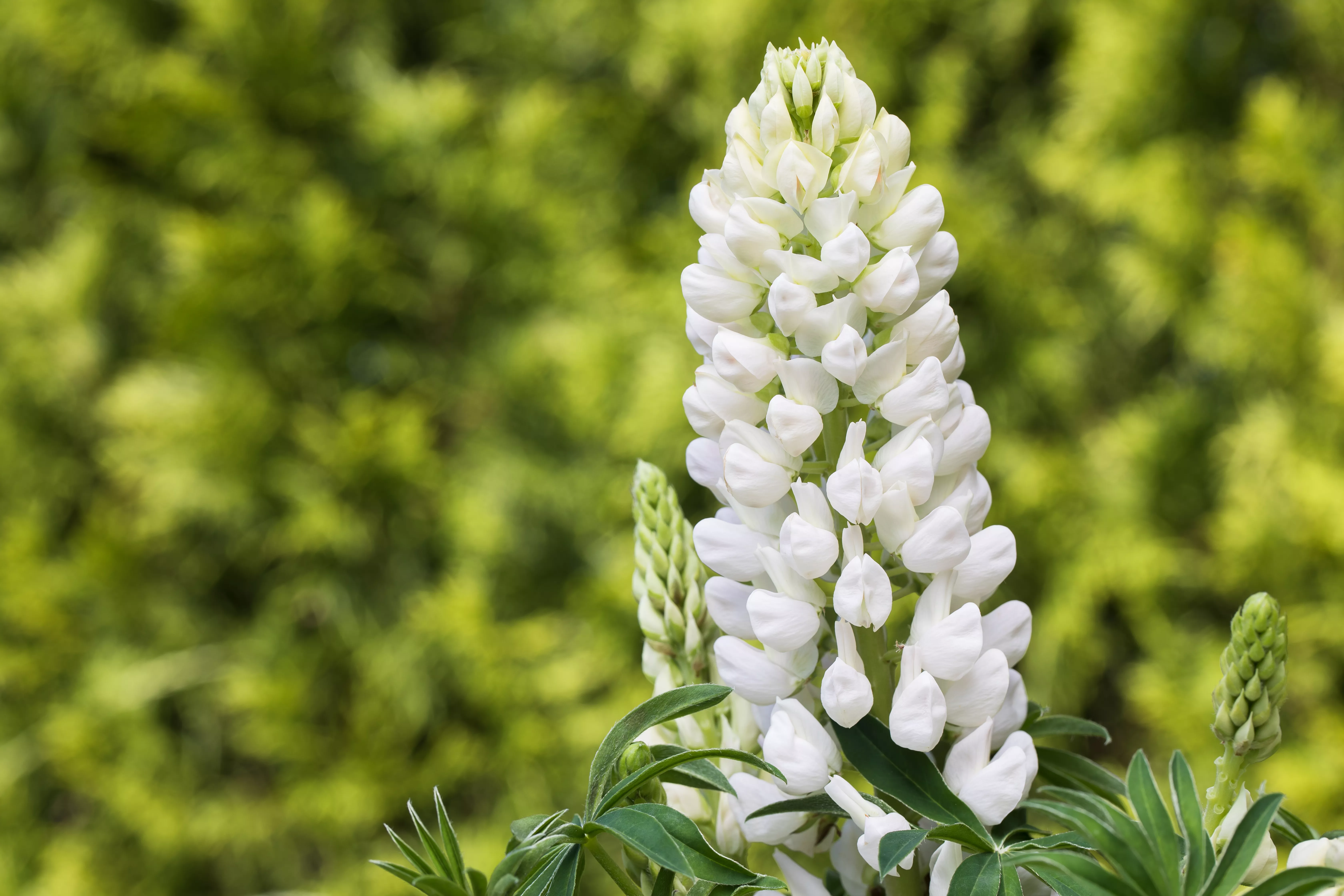 - Lupinen, gut für den Garten und seine Bewohner  - Lupinen, gut für den Garten und seine Bewohner