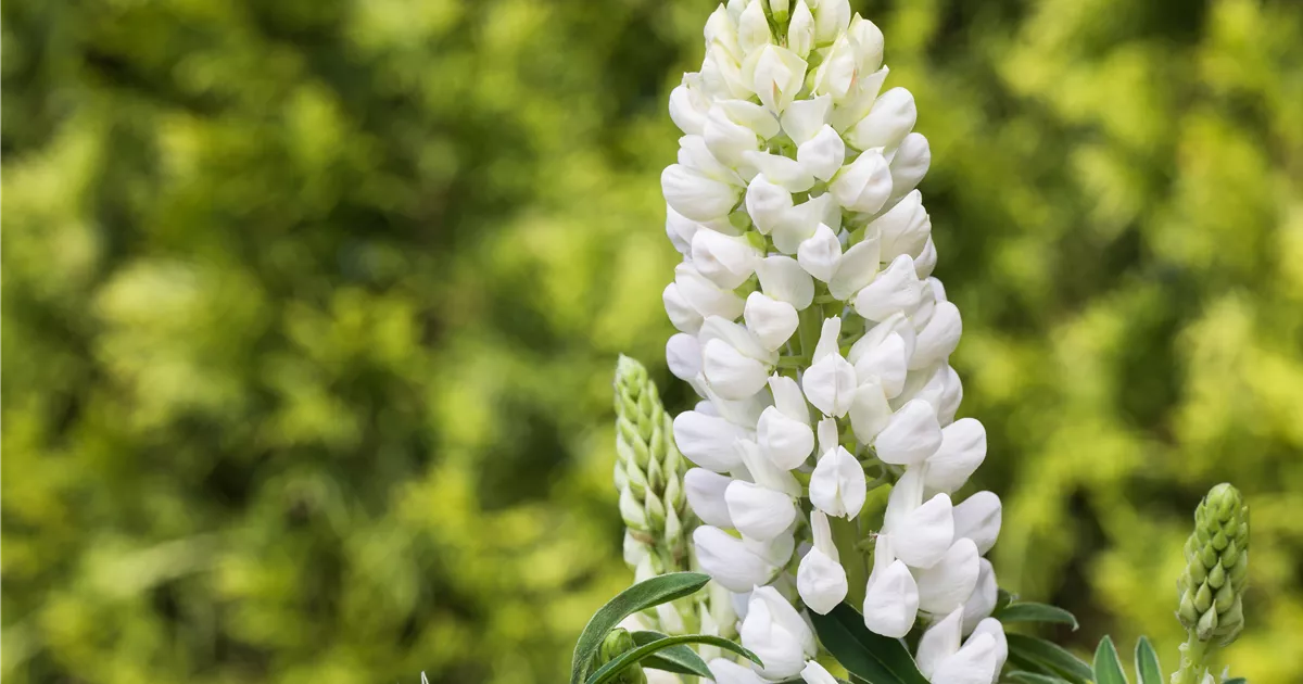  - Lupinen, gut für den Garten und seine Bewohner