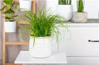 Cyperus zumula - Katzengras Cyperus zumula - Katzengras