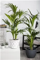 Howea forsteriana - Kentiapalme Howea forsteriana - Kentiapalme