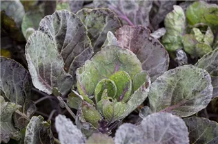 Brassica oleracea var. gemmifera - Rosenkohl