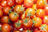 - Die Tomate - Aroma, Schönheit und Genuss in eins  - Die Tomate - Aroma, Schönheit und Genuss in eins