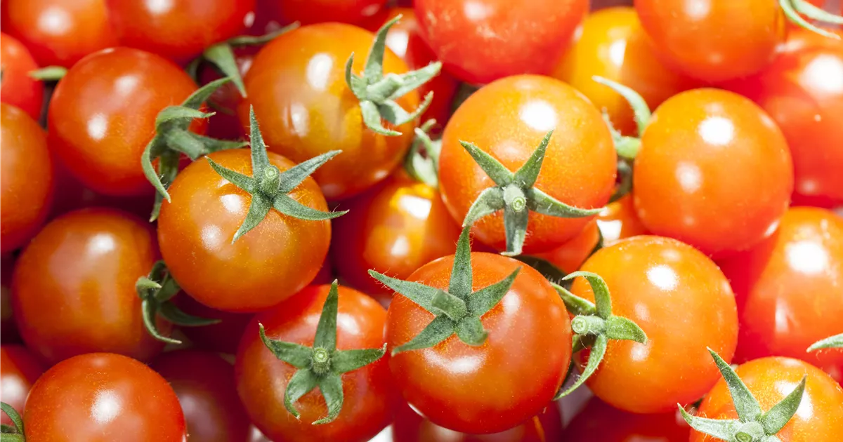  - Die Tomate - Aroma, Schönheit und Genuss in eins