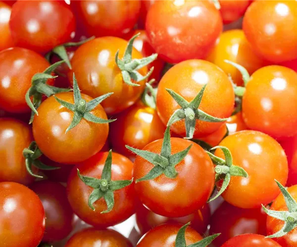 - Die Tomate - Aroma, Schönheit und Genuss in eins  - Die Tomate - Aroma, Schönheit und Genuss in eins