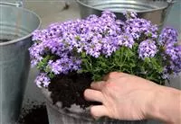 - Eisenkraut - Einpflanzen in ein Gefäß  - Eisenkraut - Einpflanzen in ein Gefäß