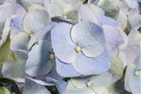 - Die Blaublü(h)ter unter den Hortensien  - Die Blaublü(h)ter unter den Hortensien