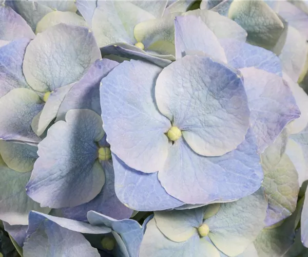  - Die Blaublü(h)ter unter den Hortensien