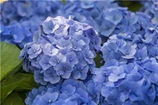 Hydrangea macrophylla, blau - Hydrangea macrophylla, blau