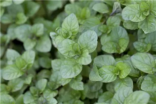 Mentha x piperita 'Orange' - Orangen-Minze Mentha x piperita 'Orange' - Orangen-Minze