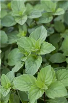 Mentha x piperita 'Lemon' - Zitronen-Minze Mentha x piperita 'Lemon' - Zitronen-Minze