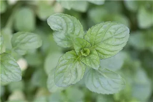 Mentha x piperita var. citrata - Bergamot-Minze Mentha x piperita var. citrata - Bergamot-Minze