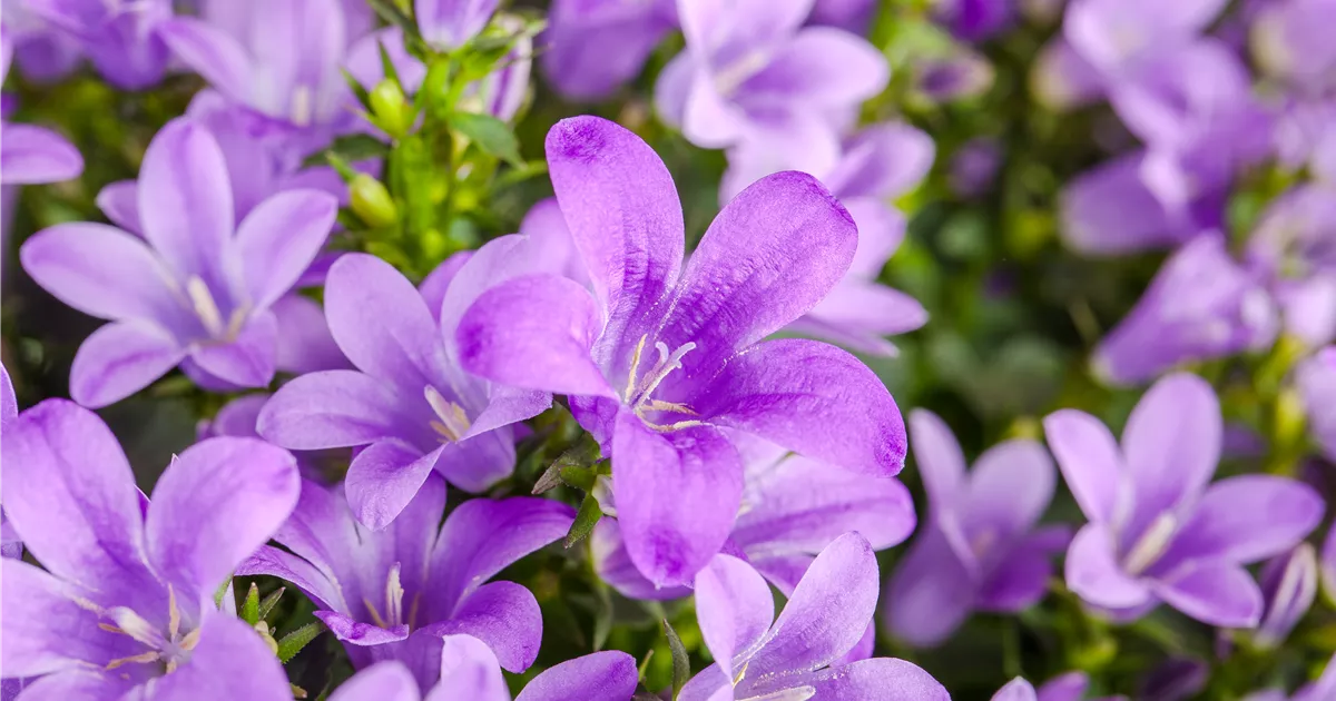  - Die Glockenblume: die Vielfalt in einer Pflanze