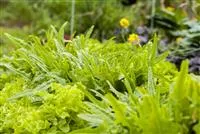 - Ein bunter Salat auf dem Balkon mit Urban Gardening  - Ein bunter Salat auf dem Balkon mit Urban Gardening