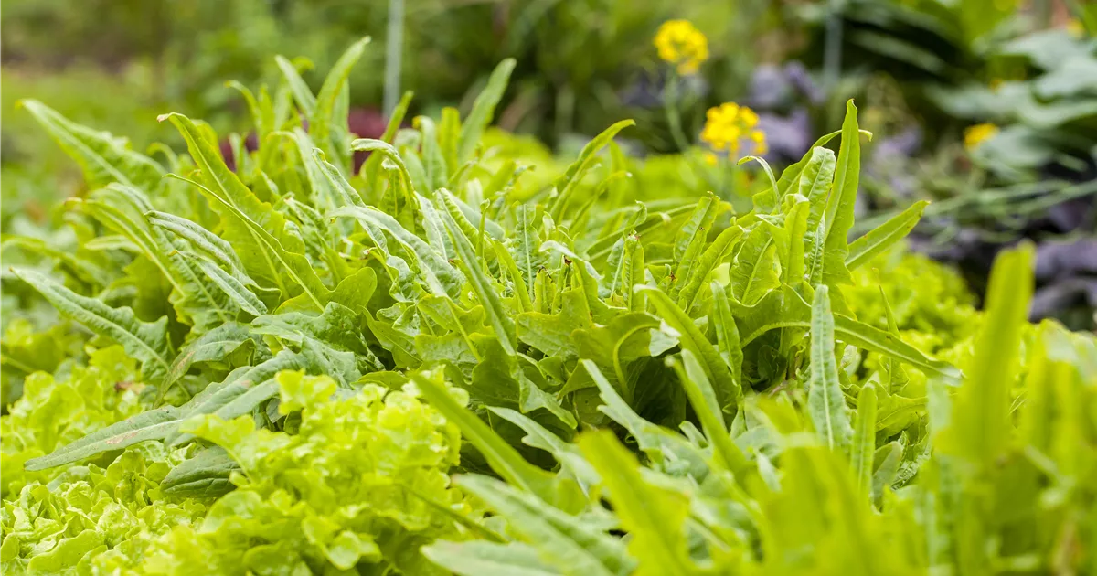  - Ein bunter Salat auf dem Balkon mit Urban Gardening