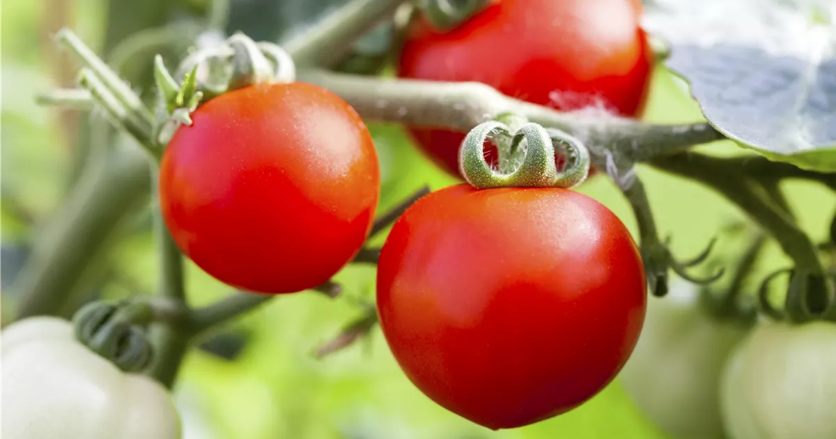 - Tomatenrausch - So gelingen Anzucht, Kultur und Ernte