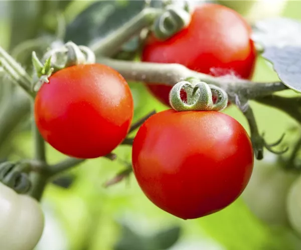 - Alte Tomatensorten gibt es auch fürs Freiland  - Alte Tomatensorten gibt es auch fürs Freiland