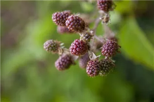 - Rubus fruticosus  - Rubus fruticosus