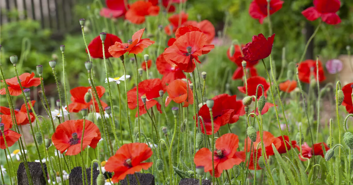  - Der Klatschmohn – vom Acker in den Garten