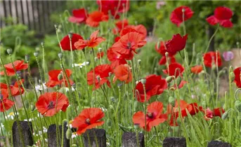 Papaver rhoeas - Klatsch-Mohn