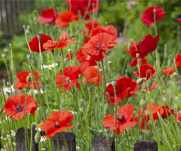 - Der Klatschmohn – vom Acker in den Garten  - Der Klatschmohn – vom Acker in den Garten