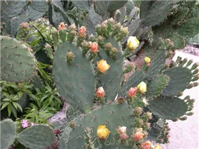 Opuntia ficus-indica - Feigenkaktus Opuntia ficus-indica - Feigenkaktus