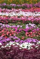 - Begonien – tropische Blütenpracht in Haus und Garten  - Begonien – tropische Blütenpracht in Haus und Garten