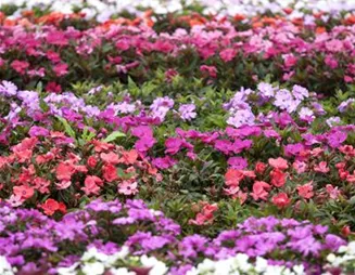 Begonien – tropische Blütenpracht in Haus und Garten