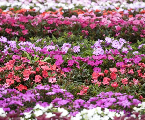 - Begonien – tropische Blütenpracht in Haus und Garten  - Begonien – tropische Blütenpracht in Haus und Garten