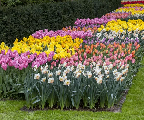 - Das Blumenbeet pflegen: Gießen, düngen und schneiden  - Das Blumenbeet pflegen: Gießen, düngen und schneiden