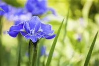 - Die Iris – eine Pflanzen-Schönheit mit vielen Gesichtern  - Die Iris – eine Pflanzen-Schönheit mit vielen Gesichtern