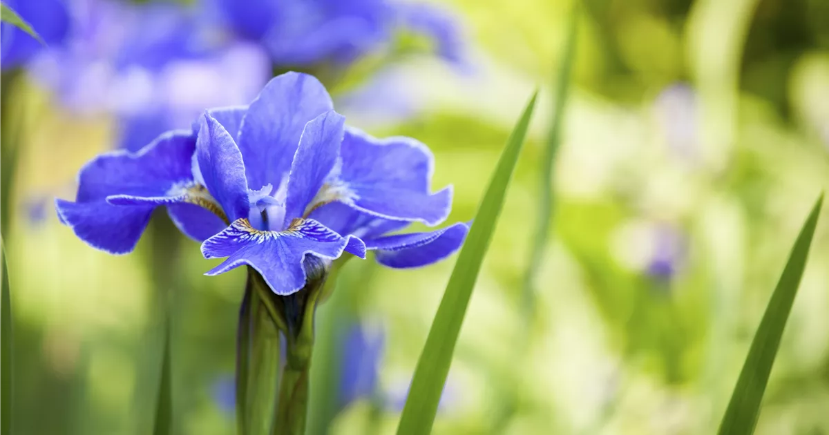  - Die Iris – eine Pflanzen-Schönheit mit vielen Gesichtern