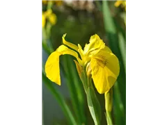 Iris pseudacorus - Gelbe Sumpf-Schwertlilie Iris pseudacorus - Gelbe Sumpf-Schwertlilie