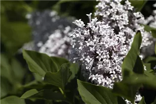 - Syringa meyeri 'Palibin'  - Syringa meyeri 'Palibin'