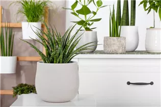  - Sansevieria 'Fernwood Punk'