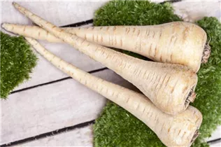 Pastinaca sativa - Echter Pastinak