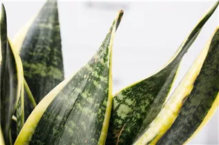  - Sansevieria trifasciata