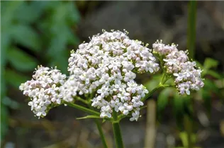  - Valeriana officinalis